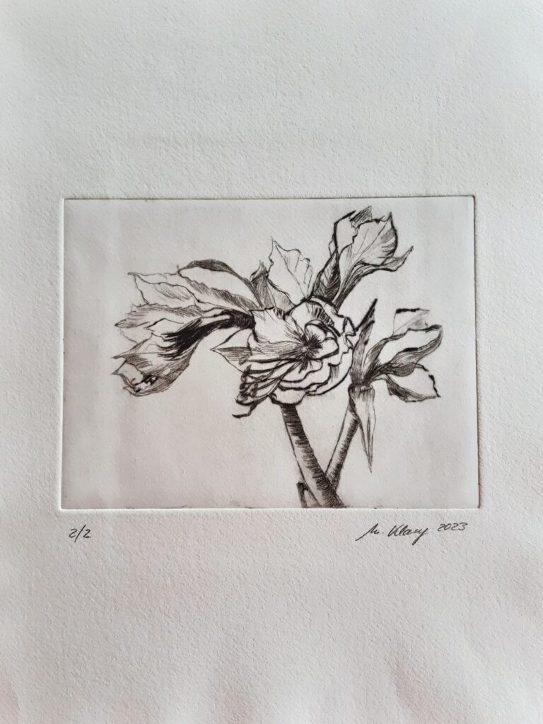 Amaryllis, Radierung